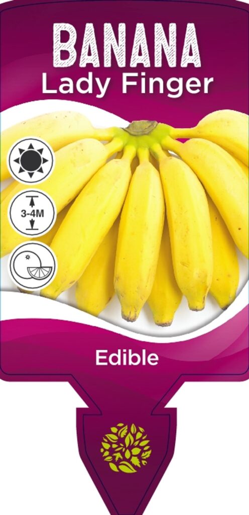 Banana - Lady Finger - Image 2