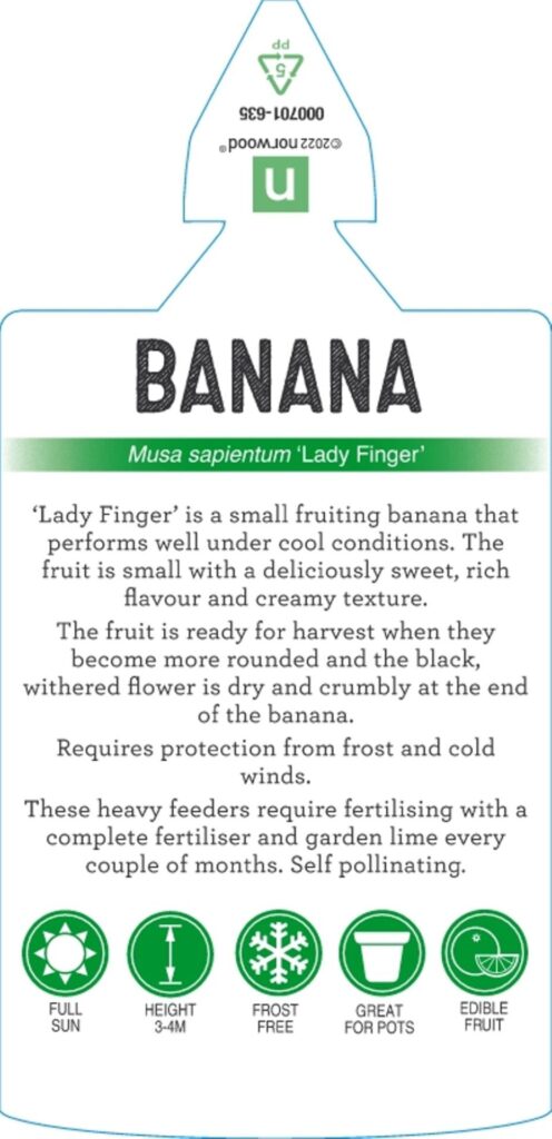 Banana - Lady Finger - Image 3