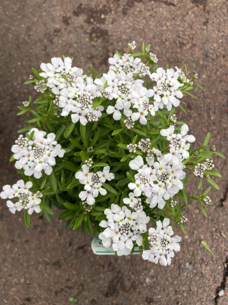 Iberis - Candy Tuft
