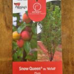 Plum - Snow Queen