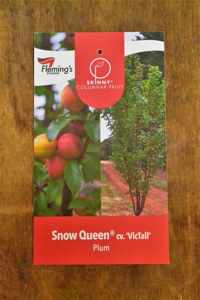 Plum - Snow Queen