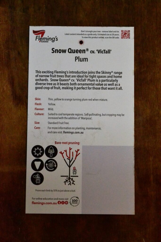 Plum - Snow Queen - Image 2