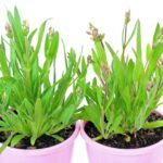 Everlasting Daisy - Pink Clusters - Image 2