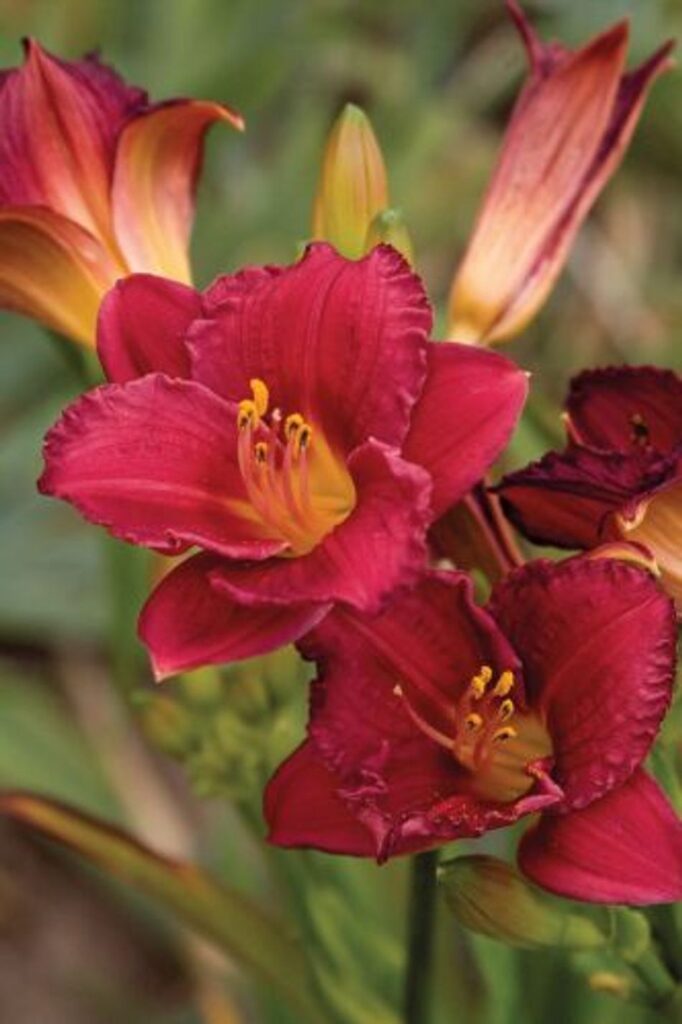 Daylily - Cranberry Baby