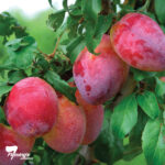 Plum - Mariposa - Image 3
