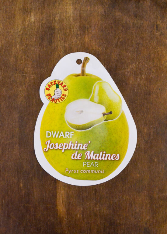 Pear - Josephine Dwarf