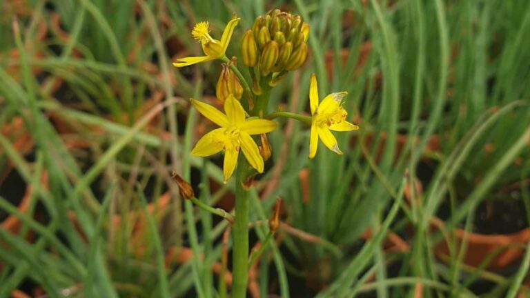 Native Leek (Bulbine bulbosa) - Tucker Bush
