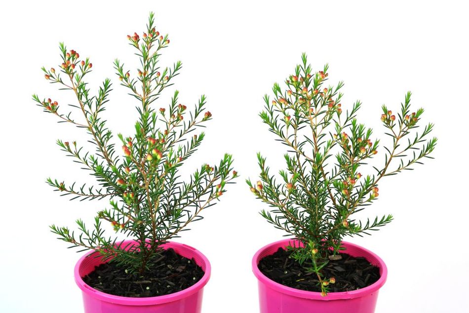 Geraldton Wax Big Painted Lady Guildford Garden Centre