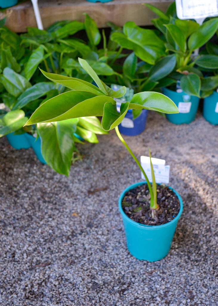 Philodendron - Goeldii