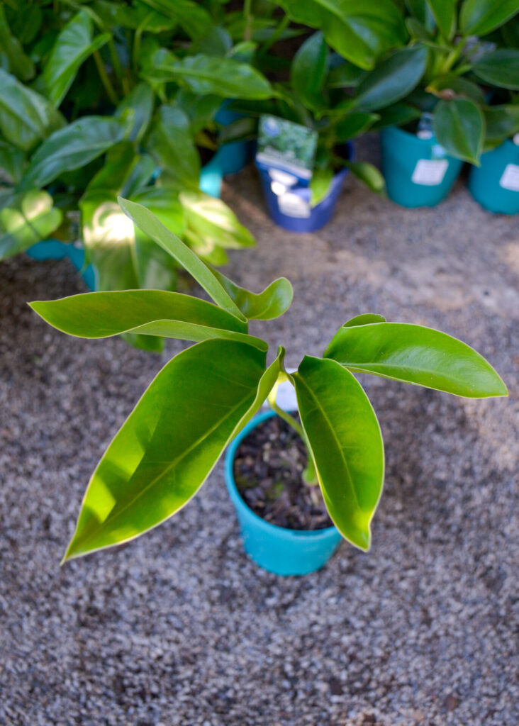 Philodendron - Goeldii - Image 2
