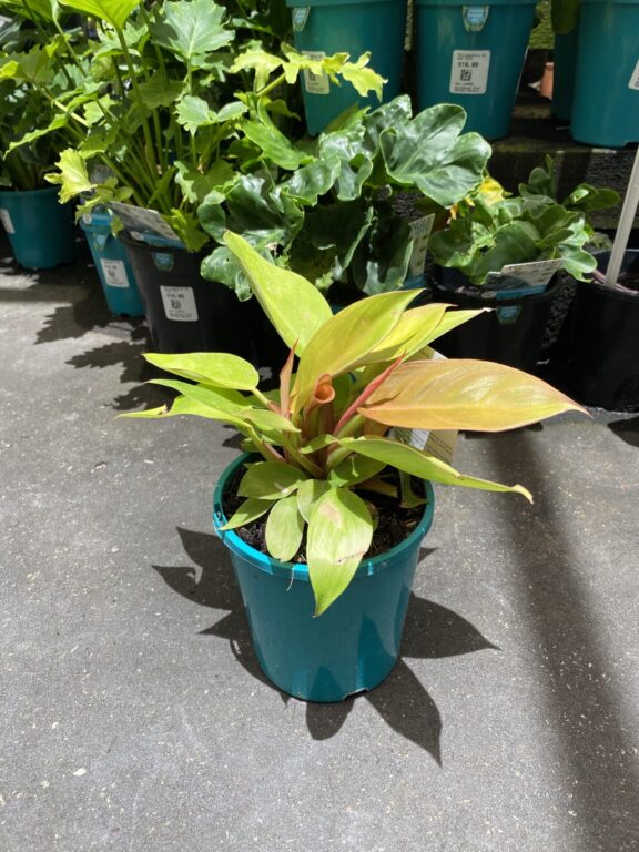 Philodendron - Prince of Orange