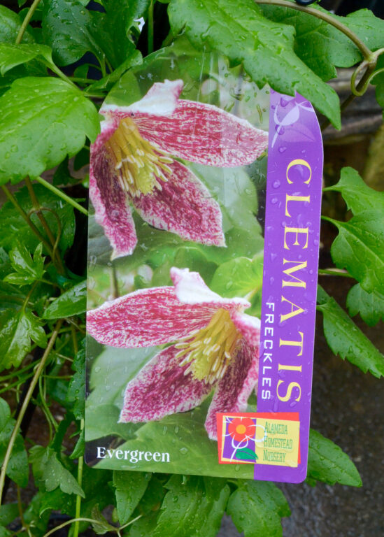 Clematis cirrhosa - Freckles