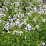 Viola hederacae - Native Violet