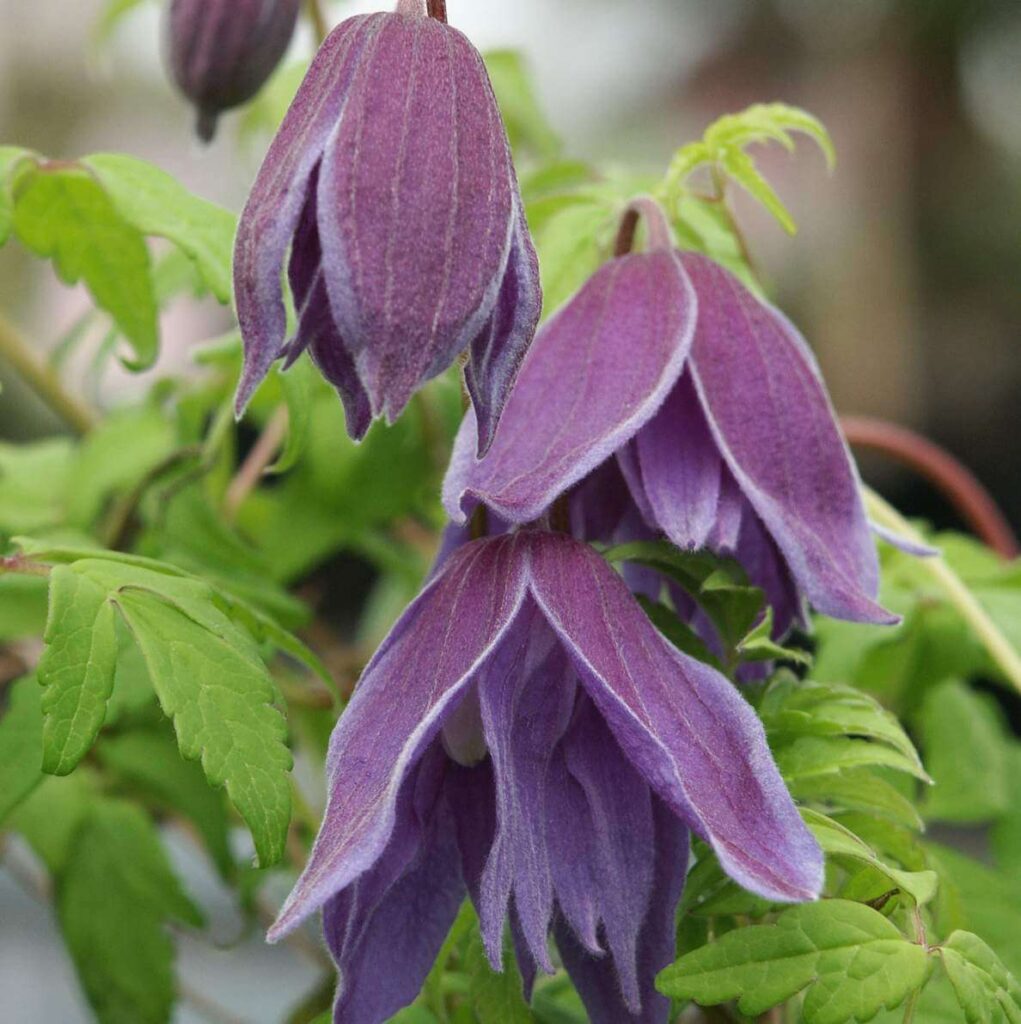 Clematis macropetala - Pauline - Guildford Garden Centre