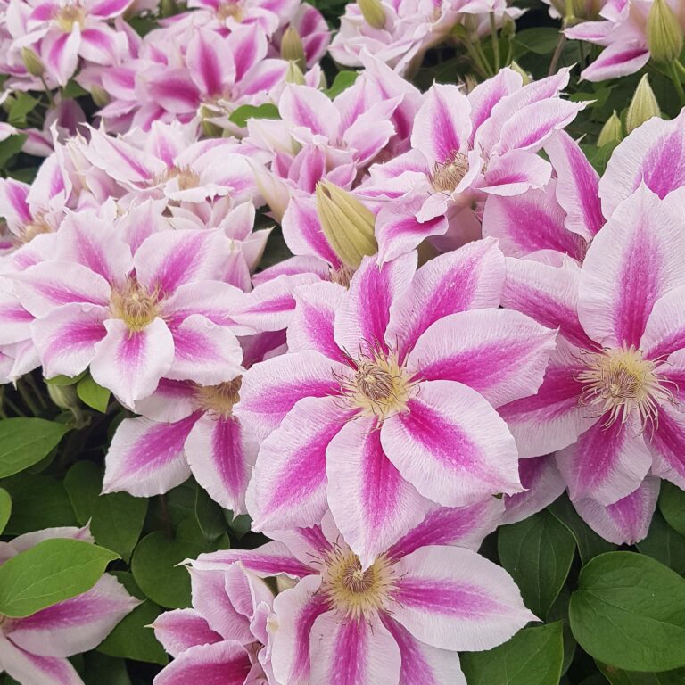 Clematis x - Cotton Candy