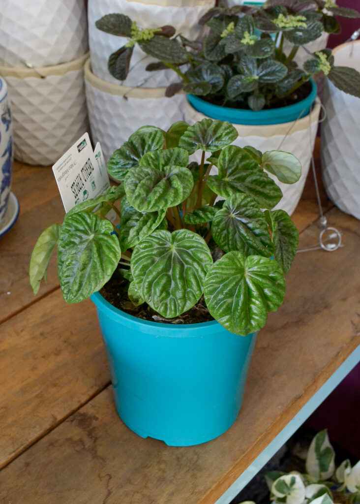 Peperomia - Emerald Ripples