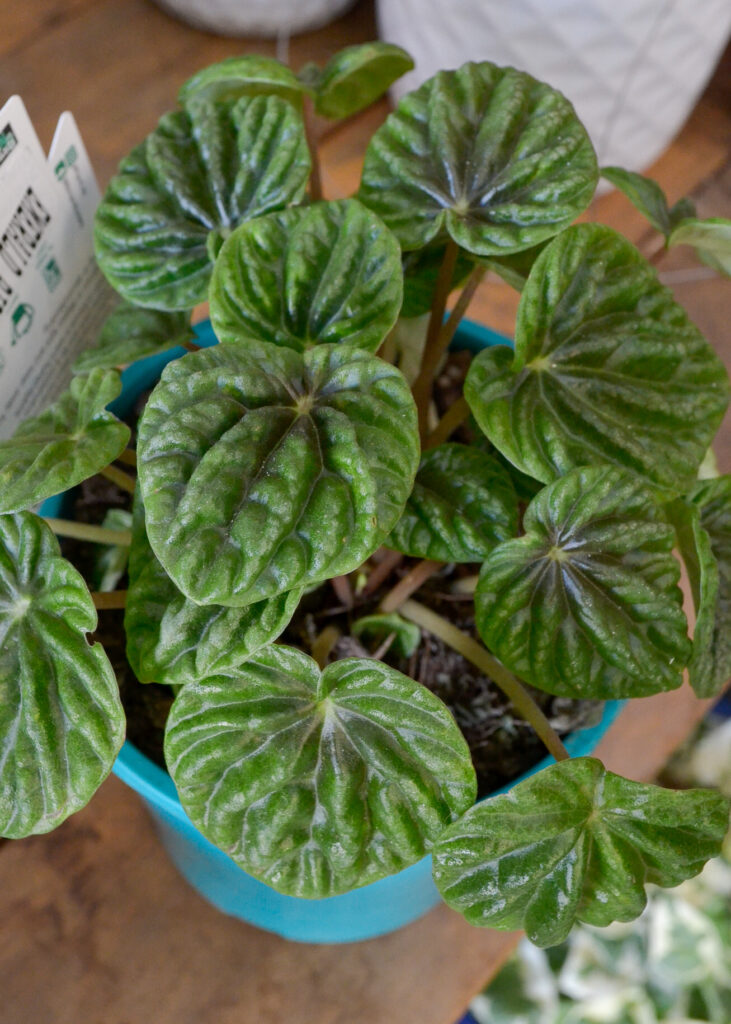 Peperomia - Emerald Ripples - Image 2
