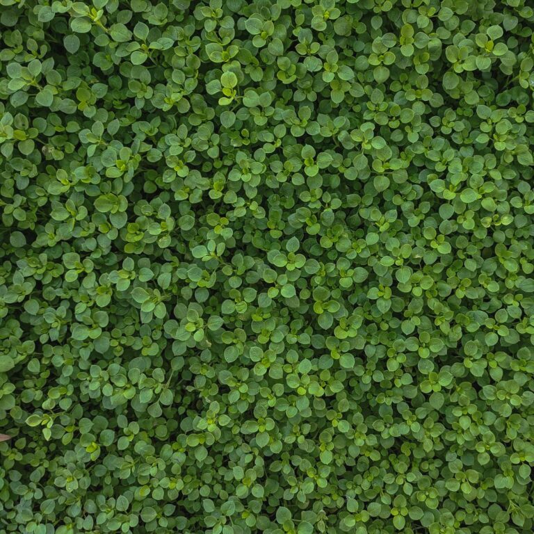 Mint - Corsican