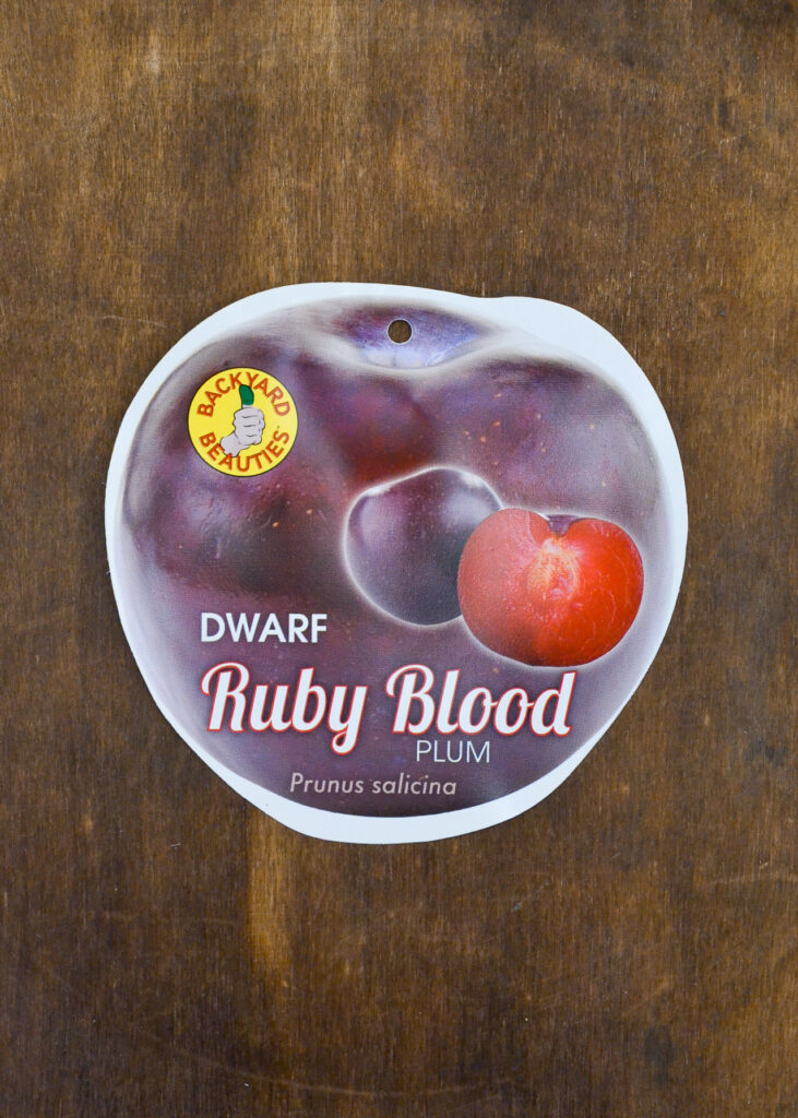 Plum - Ruby Blood Dwarf