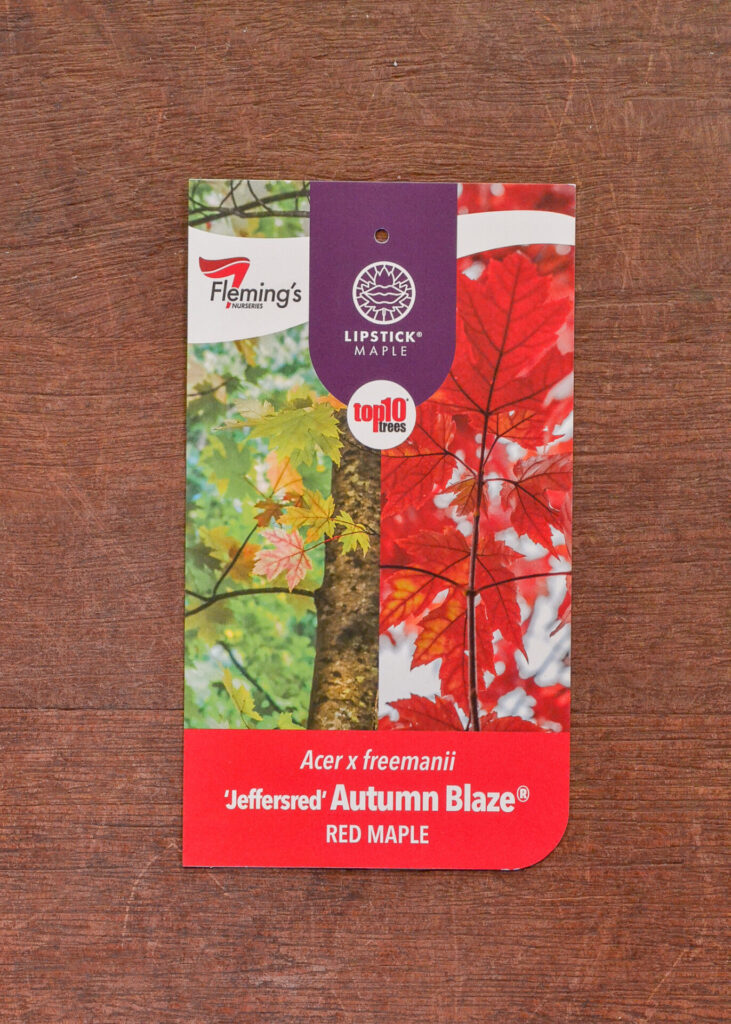 Lipstick Maple - Autumn Blaze®