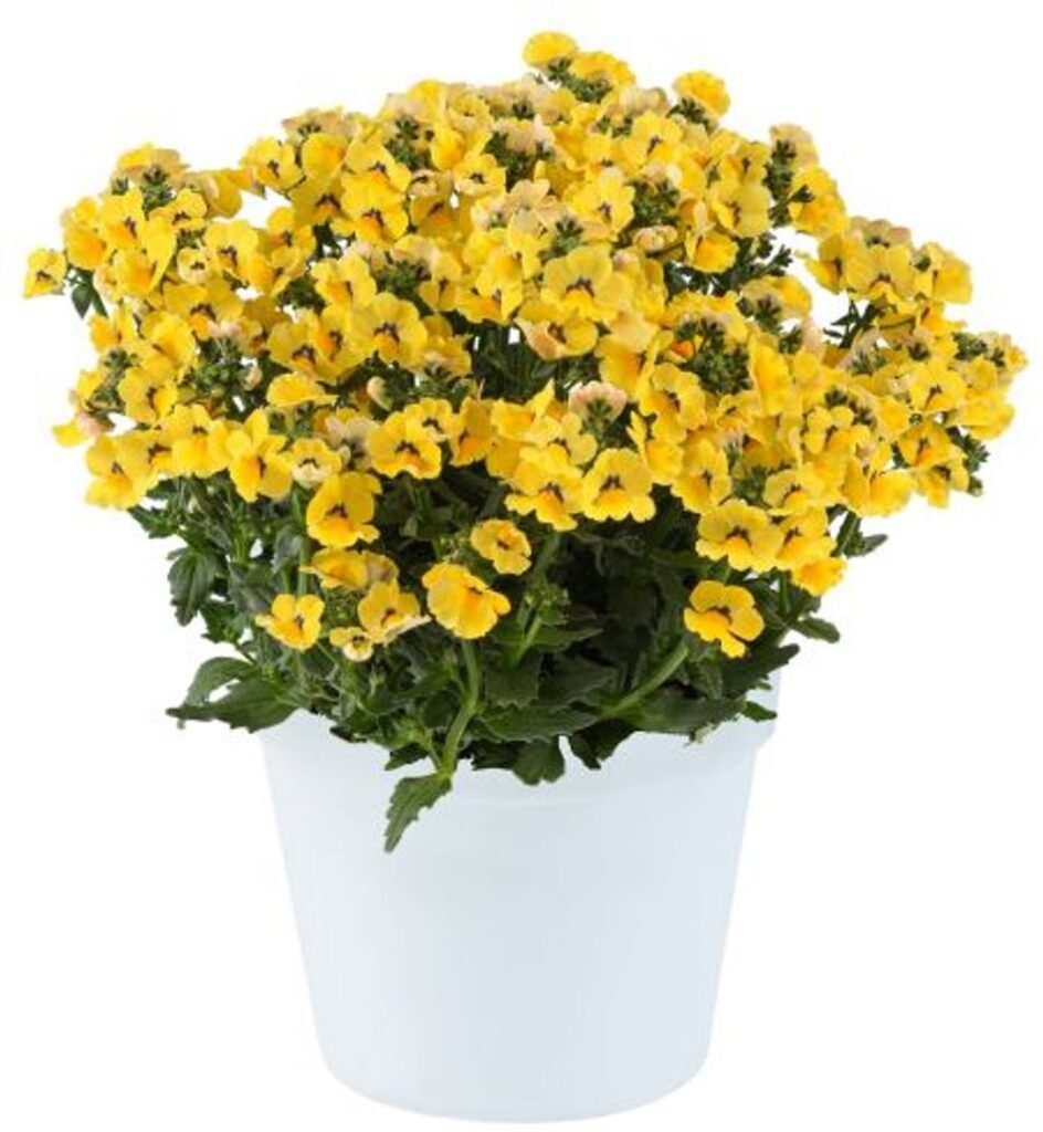 Nemesia - Nesia Inca