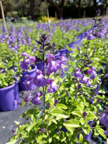 Salvia - Mesa Azure - 140mm pot