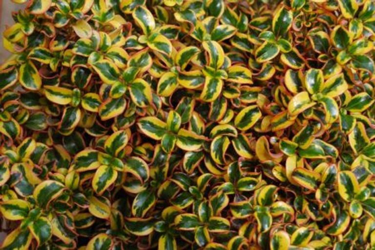 Coprosma - Golden Star