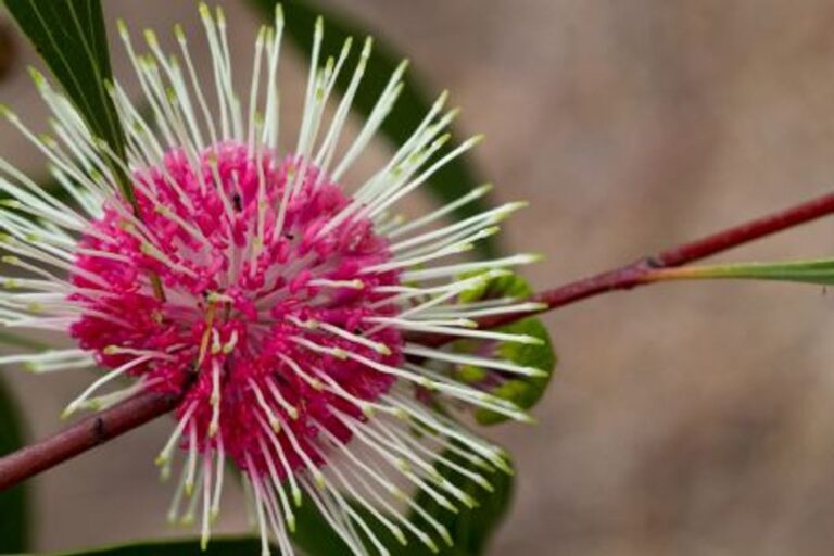 Hakea - Pin-cushion - Stockdale Sensation