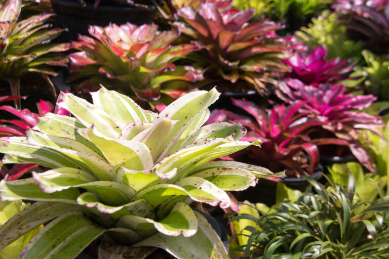 Bromeliad - assorted