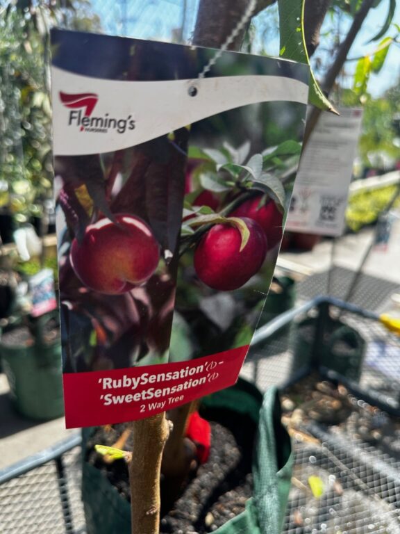 Peach/Nectarine Multi Graft - SweetSensation/RubySensation