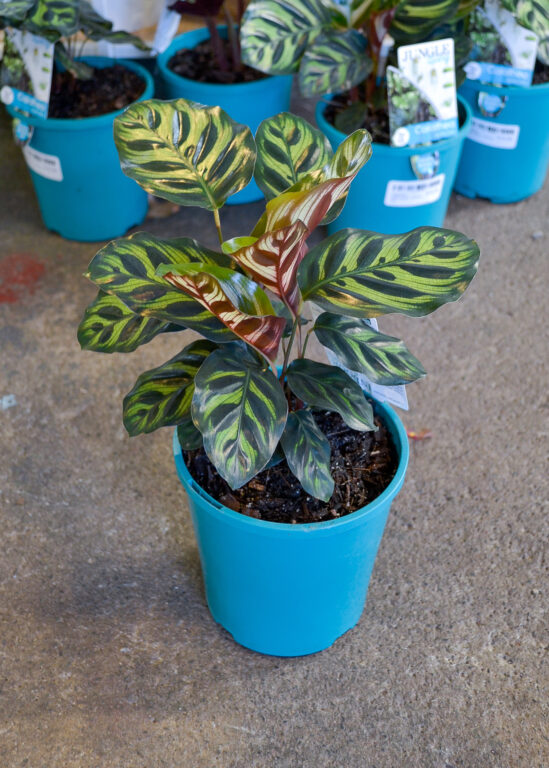 Calathea - Makoyana