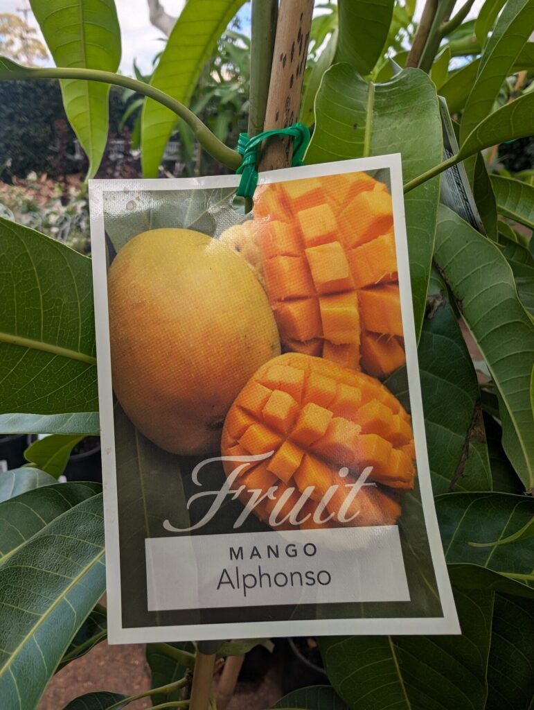 Mango - Alphonso - Grafted