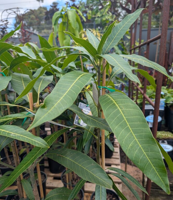 Mango - King Thai - Dwarf Grafted