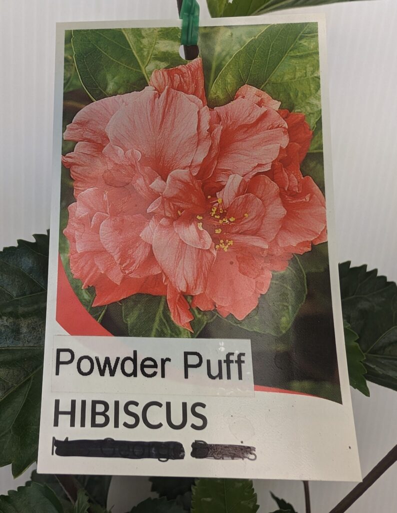 Hibiscus - Powder Puff