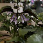 Mona Lavender - Plectranthus - Image 3