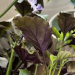 Mona Lavender - Plectranthus - Image 4