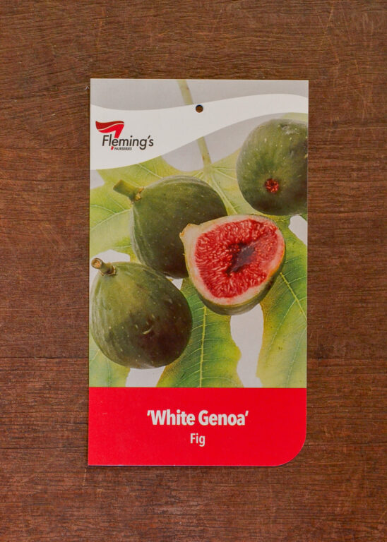 l_fig_whitegenoa_f-548x768.jpg