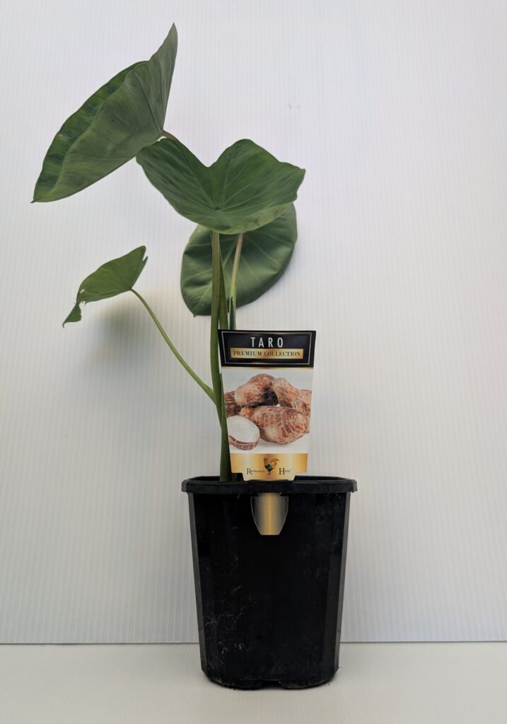 Taro - Edible - Premium Collection - Image 2