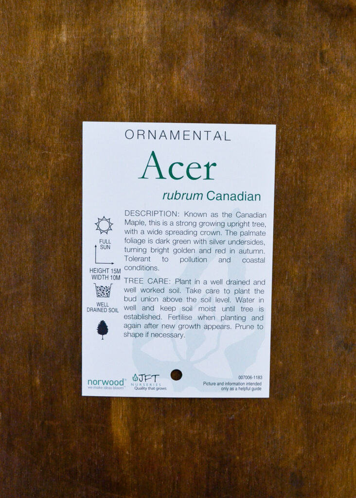 Canadian Maple - Bare Root - Image 2