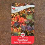 Cercis - Forest Pansy - Bare Root