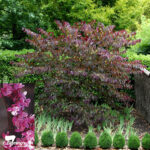 Cercis - Forest Pansy - Bare Root - Image 3