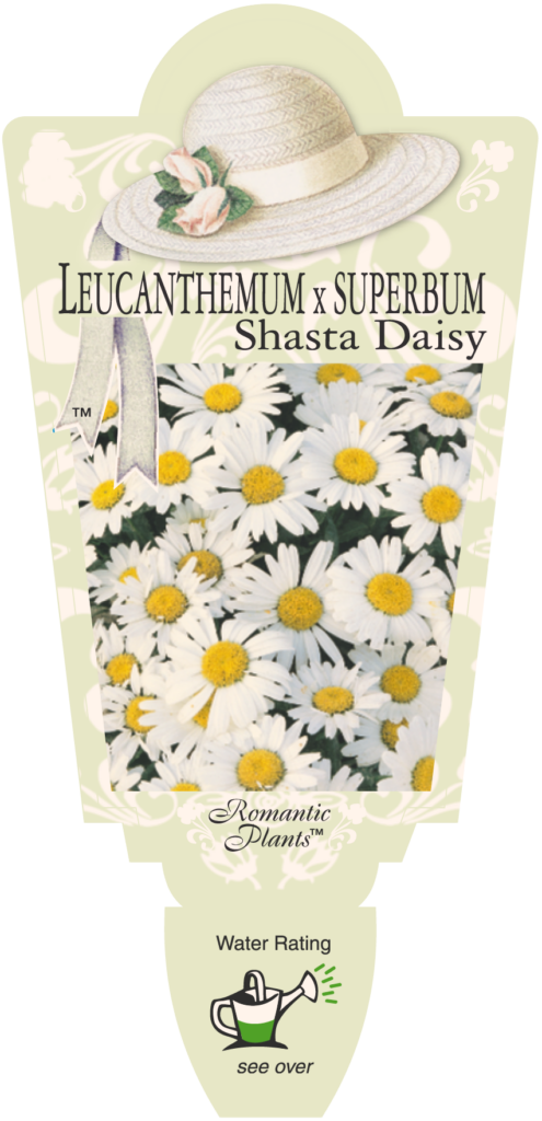 Shasta Daisy - Romantic Plants