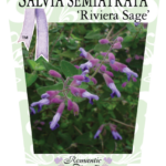 Salvia - Riviera Sage - Romantic Plants