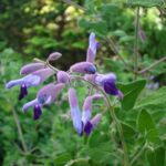 Salvia - Riviera Sage - Romantic Plants - Image 2