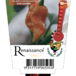 Chilli - Naga Viper  - Renaissance Herbs