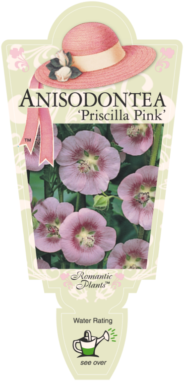 Anisodontea - Priscilla Pink - Romantic Plants