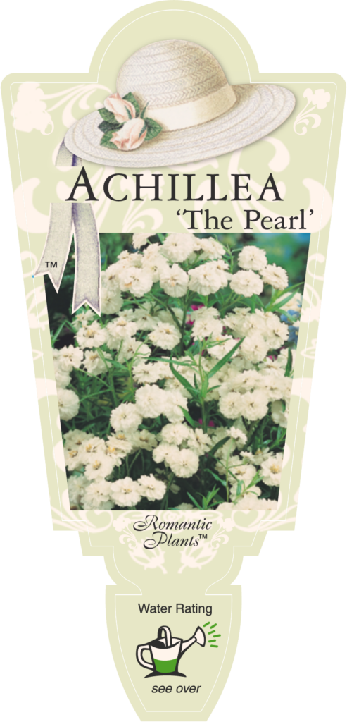 Achillea - The Pearl - Romantic Plants