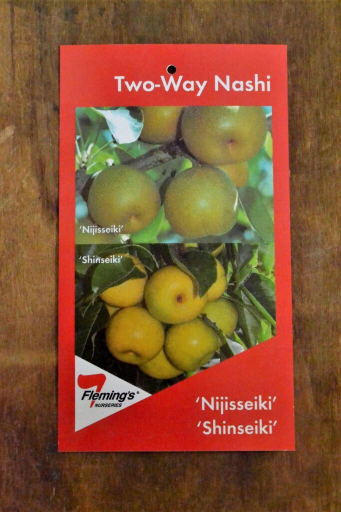 Nashi Pear Multi Graft - Nijisseiki/Shinseiki - Bare Root