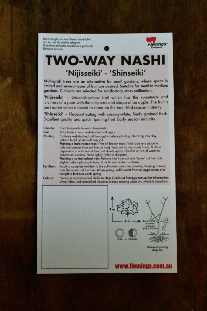Nashi Pear Multi Graft - Nijisseiki/Shinseiki - Bare Root - Image 2