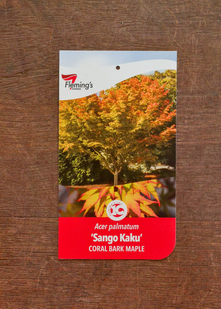 Japanese Maple - Sango Kaku - Bare Root
